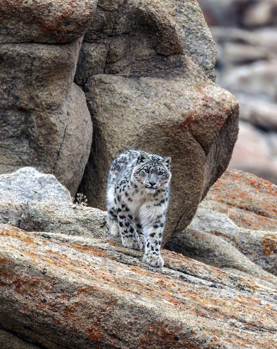 Horseback to Sary Jaz — homeland of the snow leopard.